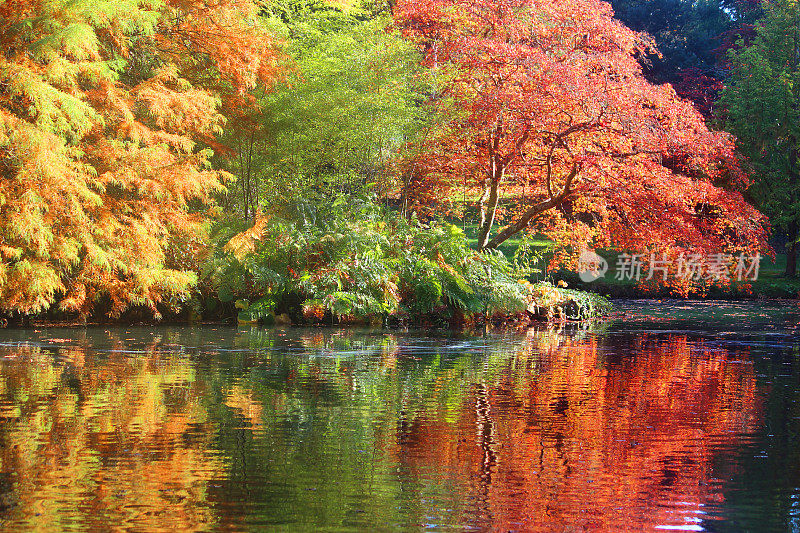 秋树/秋叶映池，枫(槭)/柏树(taxodium)